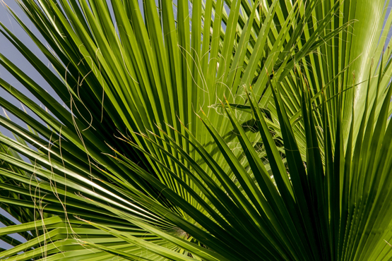 palme blaetter
